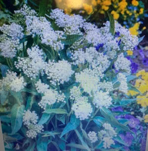Asclepias incarnata Ice Ballet' White Milkweed